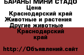 БАРАНЫ МИНИ СТАДО › Цена ­ 110 - Краснодарский край Животные и растения » Другие животные   . Краснодарский край